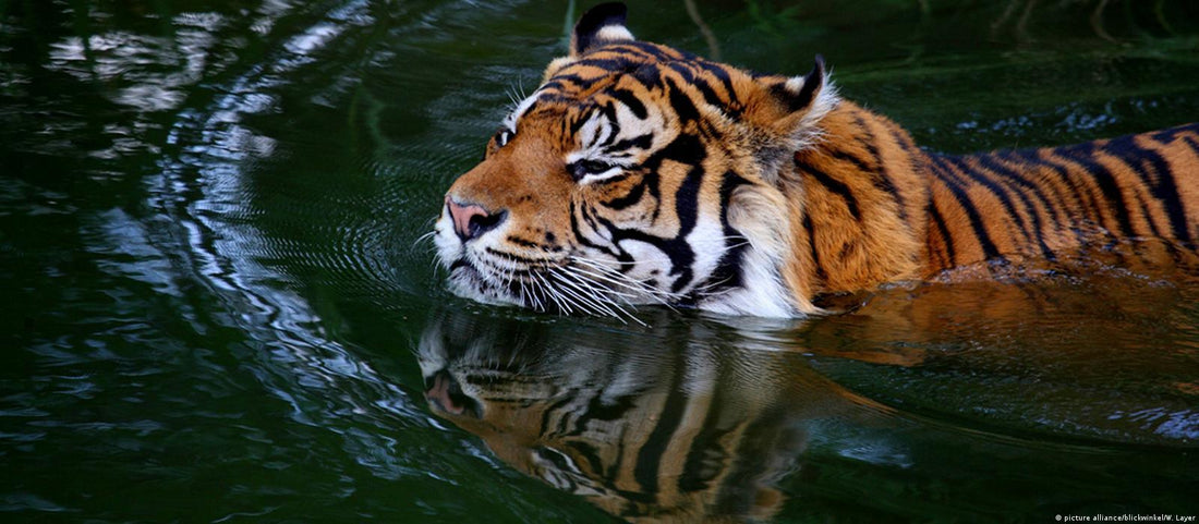 The Royal Bengal Tiger of the Sundarbans