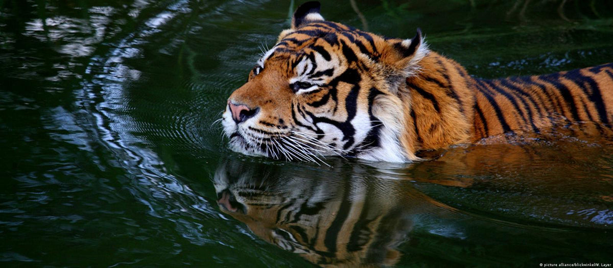 The Royal Bengal Tiger of the Sundarbans