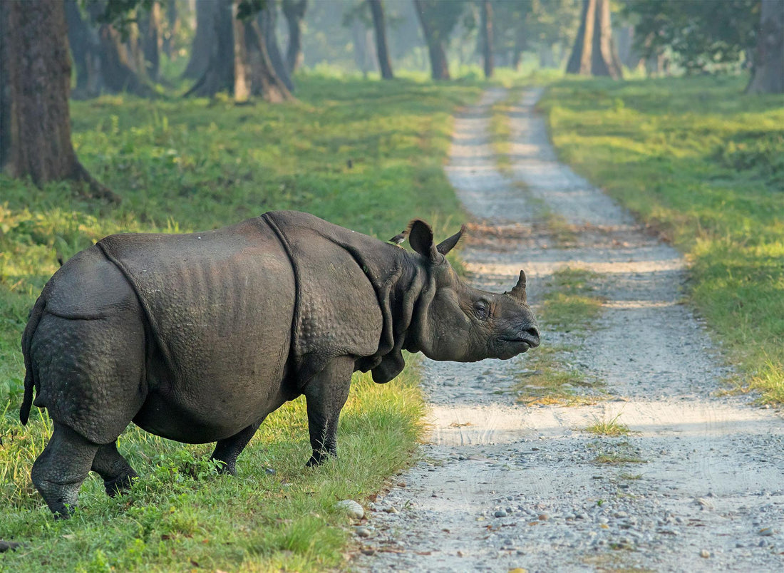 One-Horned Rhino of Bengal | Jaldapara & Gorumara